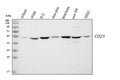 Anti-CD23/FCER2 Antibody Picoband®