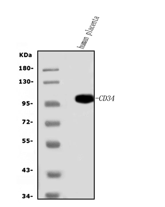 Anti-CD34 Antibody Picoband®