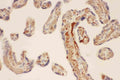Anti-Mast Cell Chymase/CMA1 Antibody Picoband®