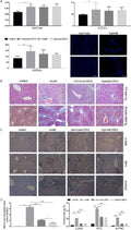 Anti-Myeloperoxidase/MPO Antibody Picoband®