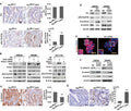 Anti-Src Antibody Picoband®