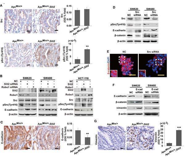 Anti-Src Antibody Picoband®