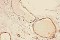 Anti-Von Willebrand Factor/VWF Antibody Picoband®