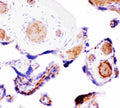 Anti-Wnt5a Antibody Picoband®