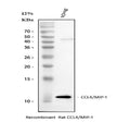 Anti-Macrophage Inflammatory Protein 1 beta/CCL4 Antibody Picoband®