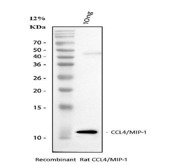 Anti-Macrophage Inflammatory Protein 1 beta/CCL4 Antibody Picoband®