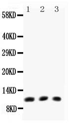 Anti-Eotaxin/CCL11 Antibody Picoband®