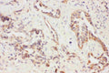 Anti-Eotaxin 3/CCL26 Antibody Picoband®