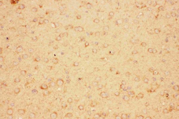 Anti-CNTF Antibody Picoband®