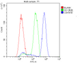 Anti-p27 KIP 1/CDKN1B Antibody Picoband®