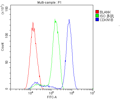 Anti-p27 KIP 1/CDKN1B Antibody Picoband®