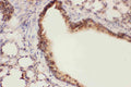 Anti-15 Lipoxygenase 1/ALOX15 Antibody Picoband®