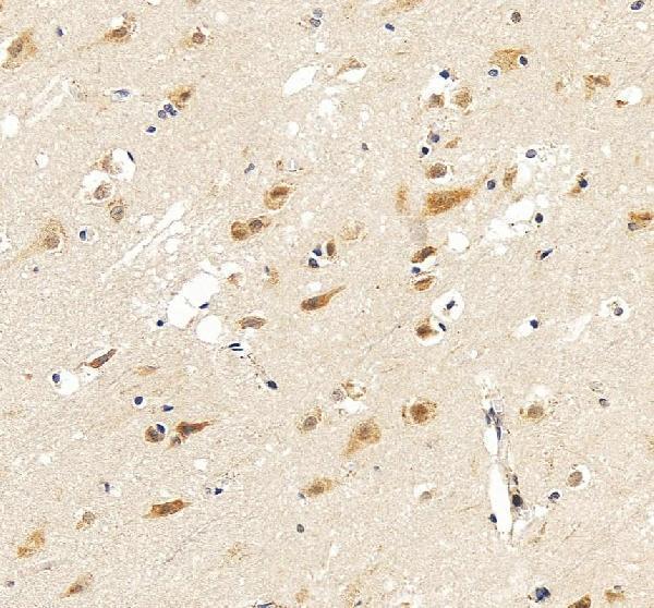 Anti-BDNF Antibody Picoband®