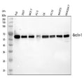 Anti-Beclin 1/BECN1 Antibody Picoband®