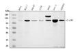 Anti-CBL Antibody Picoband®