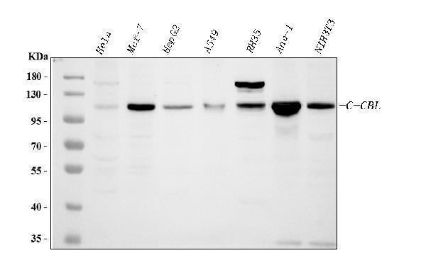 Anti-CBL Antibody Picoband®