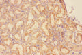 Anti-CXCR3 Antibody Picoband®