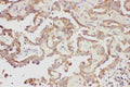 Anti-Galectin 3/LGALS3 Antibody Picoband®