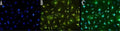 Anti-GFAP Antibody Picoband®