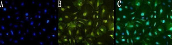 Anti-GFAP Antibody Picoband®