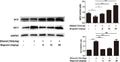 Anti-Heme Oxygenase 1/HMOX1 Antibody Picoband®