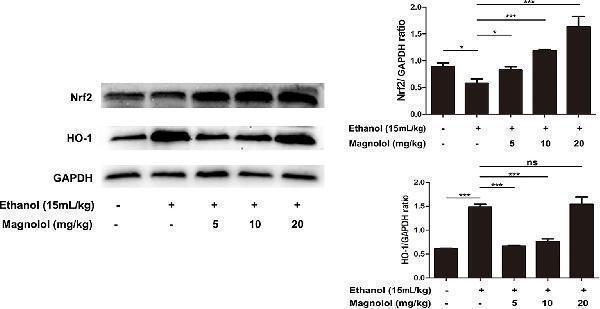 Anti-Heme Oxygenase 1/HMOX1 Antibody Picoband®
