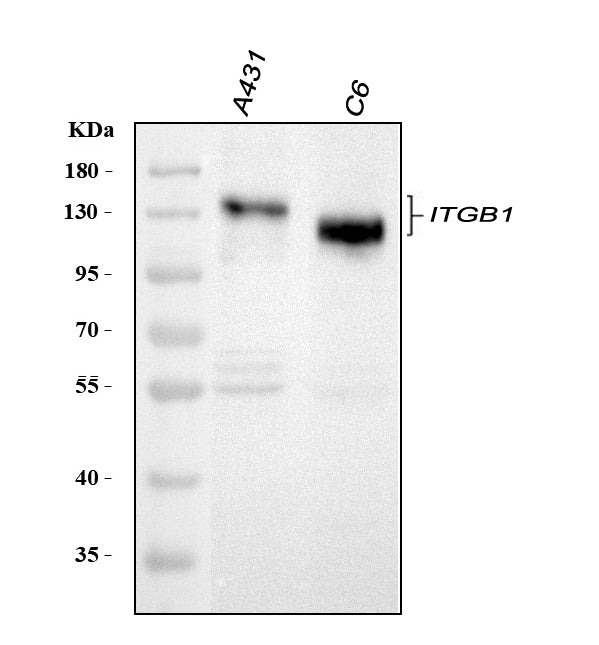Anti-Integrin beta 1/ITGB1 Antibody Picoband®