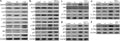 Anti-NF-kB p65/RELA Antibody Picoband®
