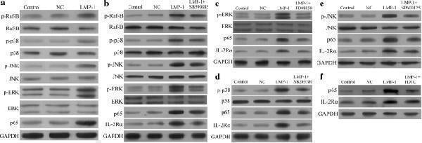 Anti-NF-kB p65/RELA Antibody Picoband®