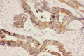 Anti-Hsp90 alpha/HSP90AA1 Antibody Picoband®