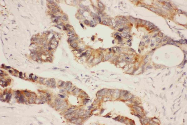 Anti-Hsp90 alpha/HSP90AA1 Antibody Picoband®