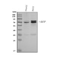 Anti-alpha 1 Fetoprotein/AFP Antibody Picoband®
