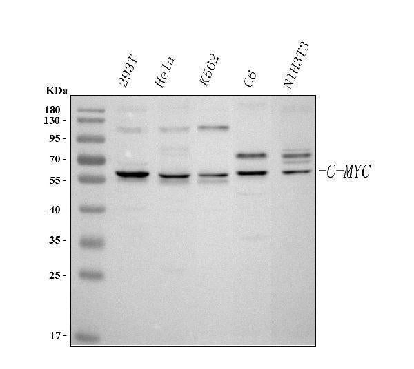 Anti-c-Myc Antibody Picoband®
