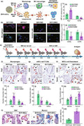 Anti-CD3 epsilon/CD3E Antibody Picoband®