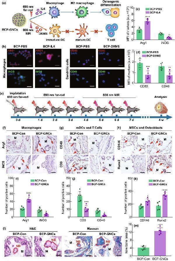 Anti-CD3 epsilon/CD3E Antibody Picoband®