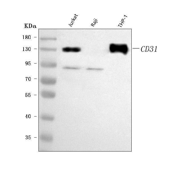 Anti-CD31/PECAM1 Antibody Picoband®