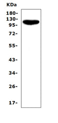 Anti-CD43/SPN Antibody Picoband®