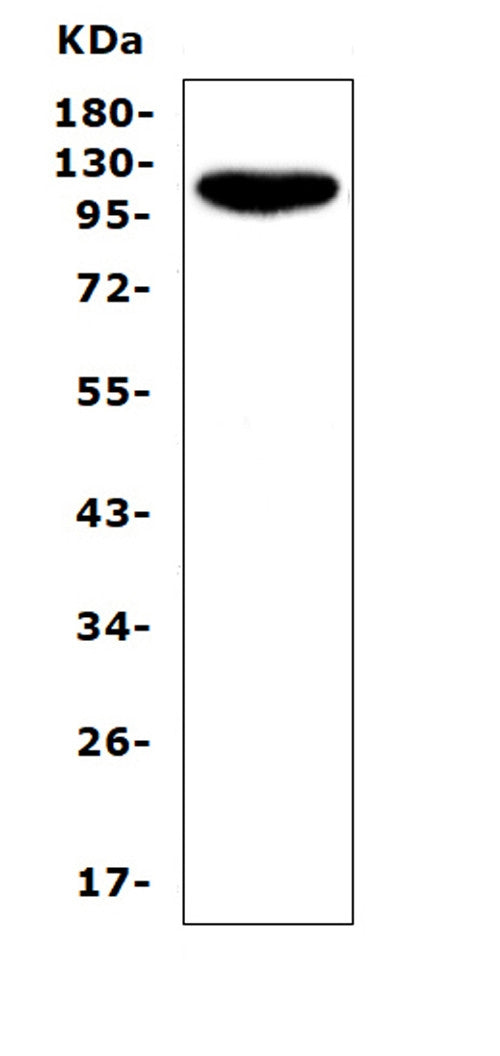 Anti-CD43/SPN Antibody Picoband®