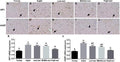 Anti-CD45/PTPRC Antibody Picoband®