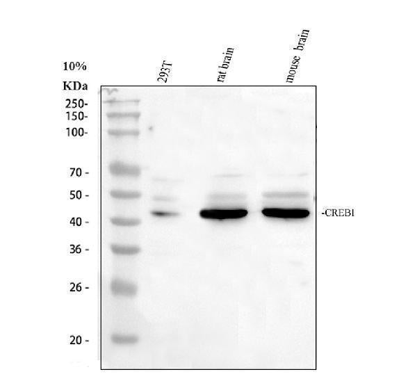 Anti-CREB/CREB1 Antibody Picoband®