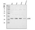 Anti-Crk p38 Antibody Picoband®