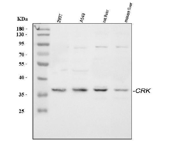 Anti-Crk p38 Antibody Picoband®