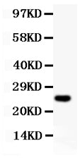 Anti-Cyclin D3/CCND3 Antibody Picoband®