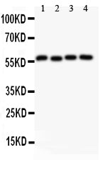 Anti-Cyclin B1/CCNB1 Antibody Picoband®