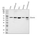 Anti-Desmin Antibody Picoband®