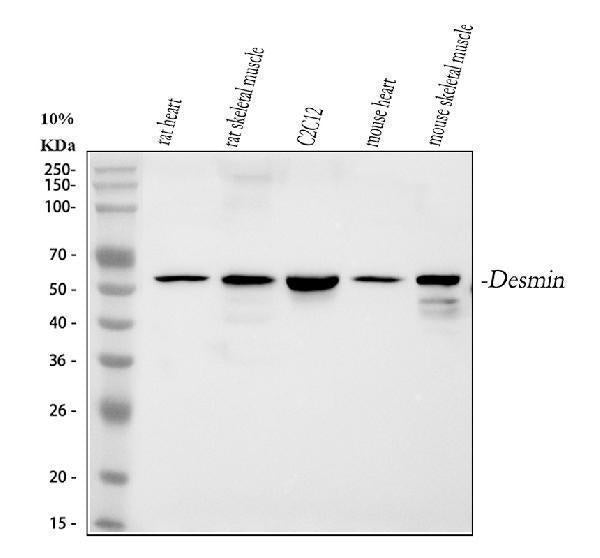 Anti-Desmin Antibody Picoband®