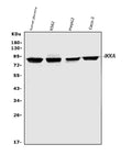 Anti-IKK alpha/CHUK Antibody Picoband®