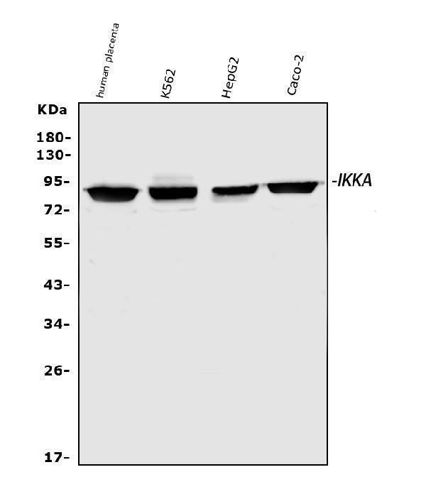 Anti-IKK alpha/CHUK Antibody Picoband®