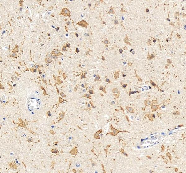 Anti-Kv2.1/KCNB1 Antibody Picoband®