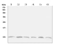 Anti-Ubiquitin/UBB Antibody Picoband®